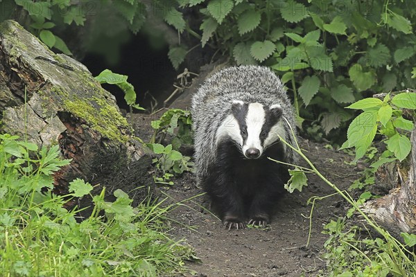 Badger (Meles meles)