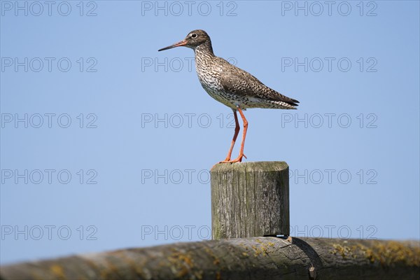 Common redshank (Tringa totanus) sitting on a fence post, Hallig Hooge, Wadden Sea, Schleswig-Holstein, Germany, Europe