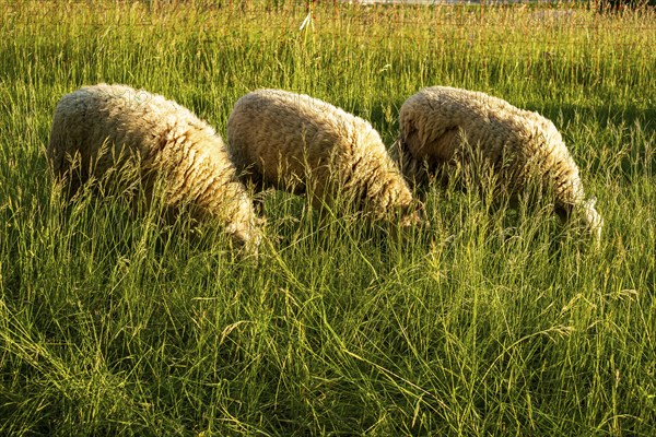 Sheep grazing in a meadow in the evening light, Swabian Alb, Münsingen, Baden-Württemberg, Germany, Europe