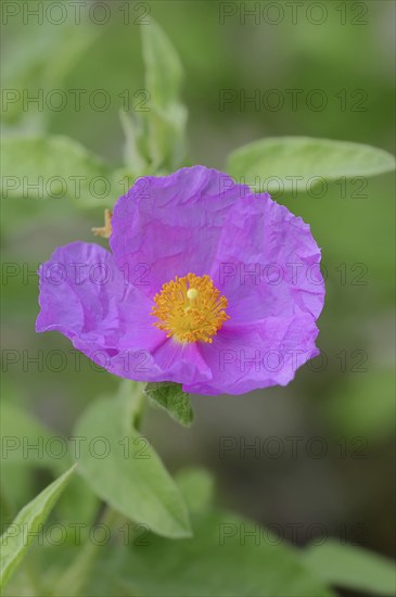 Grey-haired rockrose (Cistus incanus, Cistus creticus), flower, medicinal plant, North Rhine-Westphalia, Germany, Europe