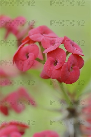 Crown of thorns (Euphorbia milii), flowers, native to Madagascar, ornamental plant, North Rhine-Westphalia, Germany, Europe