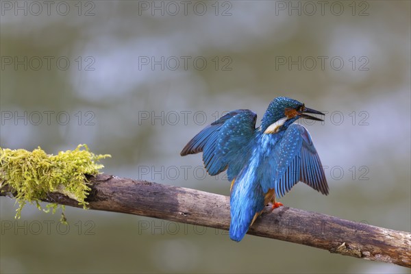 Kingfisher (Alcedo atthis) during plumage care, kingfishers (Alcedinidae), Inzigkofen, Upper Danube nature park Park, Baden-Württemberg, Germany, Europe