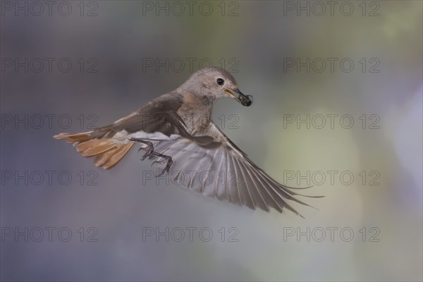 Common redstart (Phoenicurus phoenicurus), female approaching the nest with food in her beak, North Rhine-Westphalia, Germany, Europe