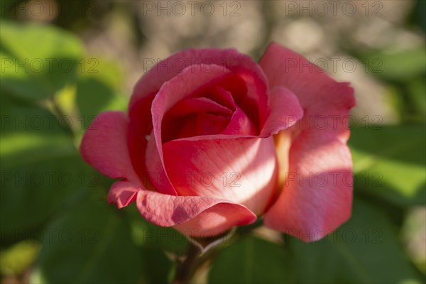 Red blossom of the hybrid tea rose (Rosa), North Rhine-Westphalia, Germany, Europe