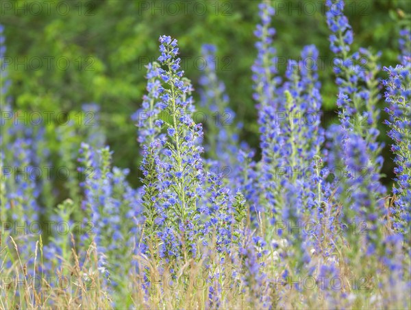 Viper's bugloss (Echium vulgare), flowering, Thuringia, Germany, Europe