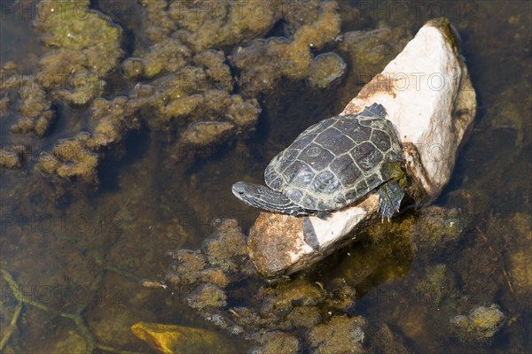 A small turtle on a rock in a water covered with algae, turtle, Toroni, Torone, Sithonia, Chalkidiki, Central Macedonia, Greece, Europe