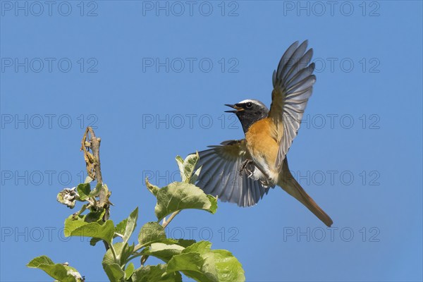 A redstart (Phoenicurus phoenicurus), male, approaching the branch of an apple tree, blue sky, Hesse, Germany, Europe