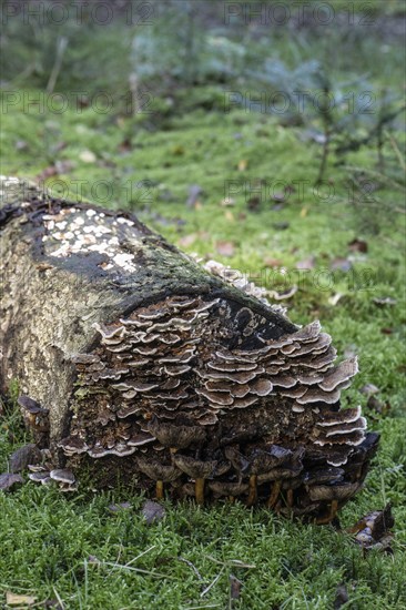 Butterfly Trametes (Trametes versicolor), Emsland, Lower Saxony, Germany, Europe