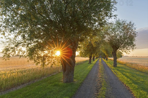 Row of white willows (Salix alba) trees lining dirt road along wheat field in summer at sunrise