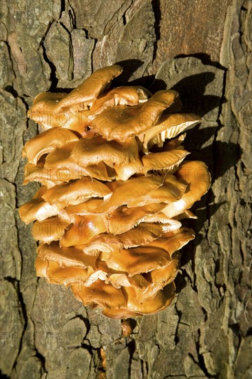 Chicken of the woods fungus laetiporus sulphureus