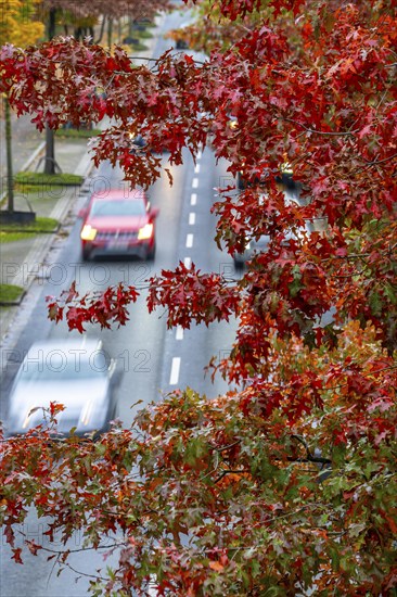 Autumn, road traffic, inner-city, trees in autumnal colours line a 4-lane road, symbolic image, Bottroper Straße in Essen, North Rhine-Westphalia, Germany, Europe