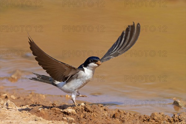 House Martin, Town Swallow, common house martin (Delichon urbica), Lesbos, Lesbos Island, Greece, Europe