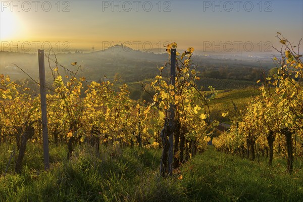 Picturesque vineyard landscape in autumn with golden leaves and calm, hazy sky at sunset, Korb, Rems Valley, Baden-Württemberg, Germany, Europe