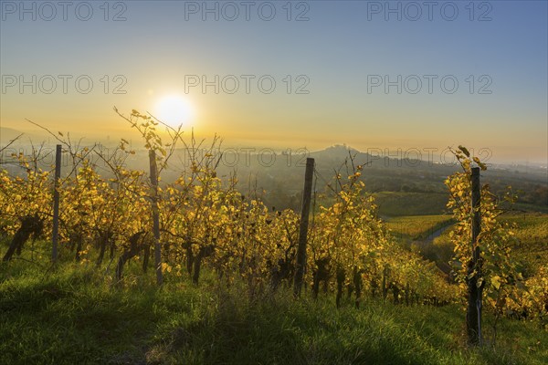 Sunset over autumn vineyards with yellow leaves and green grass, Korb, Rems Valley, Baden-Württemberg, Germany, Europe