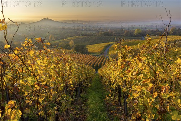 A sunlit vineyard in autumn with yellow leaves and rolling hills in the background, Korb, Rems Valley, Baden-Württemberg, Germany, Europe