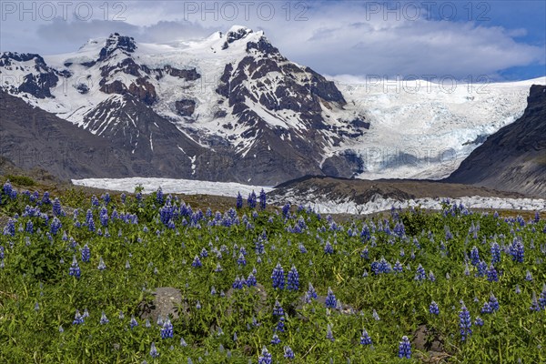 At Svinefell Glacier, Skaftafell NP, south coast, Iceland, Europe