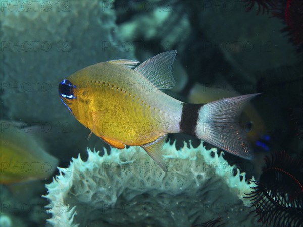 Yellow fish with black stripe, black-banded cardinalfish, sun cardinalfish (Ostorhinchus aureus) (Apogon aureus), next to sea sponges, dive site Twin Reef, Penyapangan, Bali, Indonesia, Asia