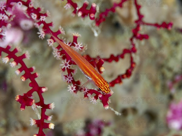 Red fish, black-bellied goby (Eviota atriventris), resting on a soft coral with open polyps, dive site Prapat, Penyapangan, Bali, Indonesia, Asia