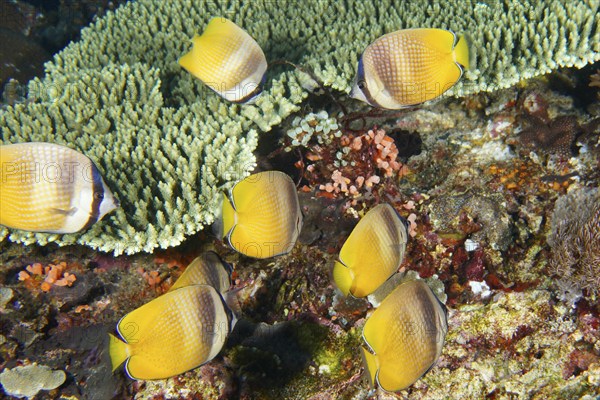 Shoal of yellow butterflyfish, Sunburst Butterflyfish (Chaetodon kleinii), above a coral reef, dive site Toyapakeh, Nusa Ceningan, Nusa Penida, Bali, Indonesia, Asia