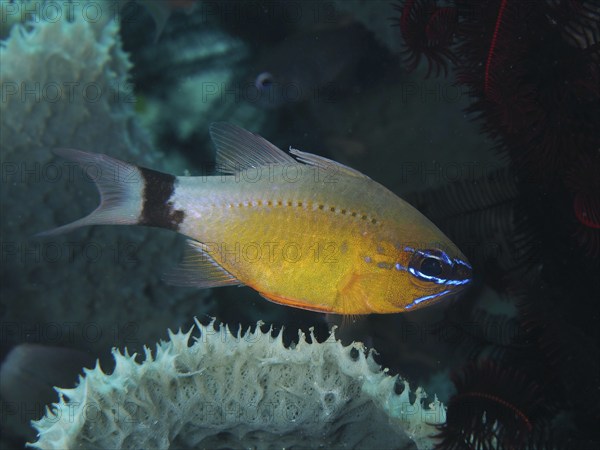 A yellow-blue fish, black-banded cardinalfish, sun cardinalfish (Ostorhinchus aureus) (Apogon aureus), swimming among sponges in dark water, dive site Twin Reef, Penyapangan, Bali, Indonesia, Asia