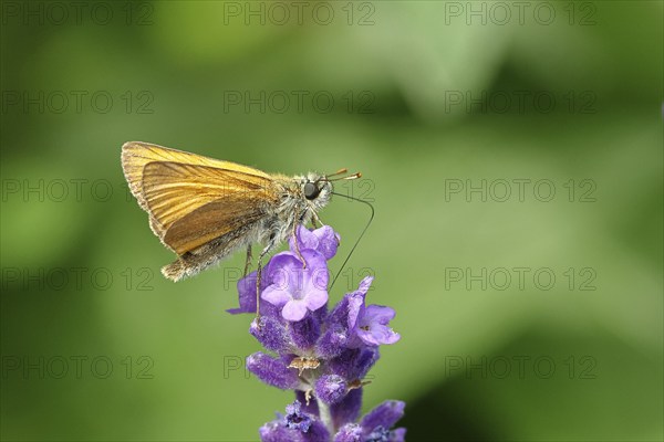 Large skipper (Ochlodes venatus), collecting nectar from a flower of Common lavender (Lavandula angustifolia), close-up, macro photograph, Wilnsdorf, North Rhine-Westphalia, Germany, Europe