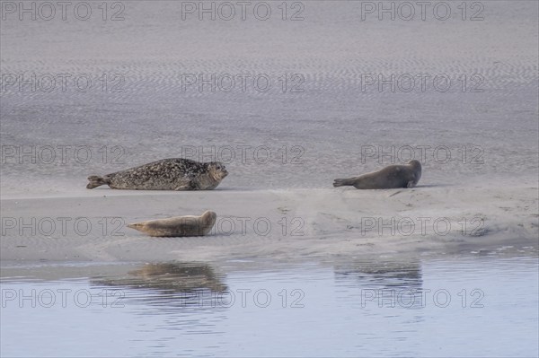 Seal family sunbathing on a sandbank