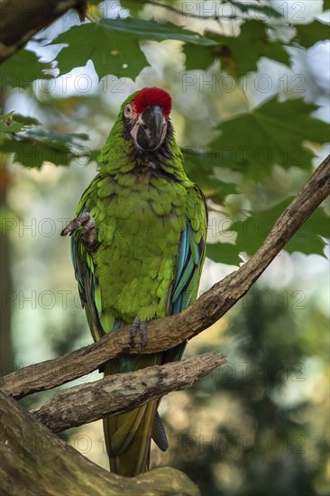 Great green military macaw Ara militaris mexicana