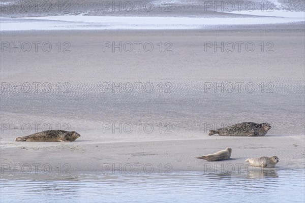 Seal family sunbathing on a sandbank