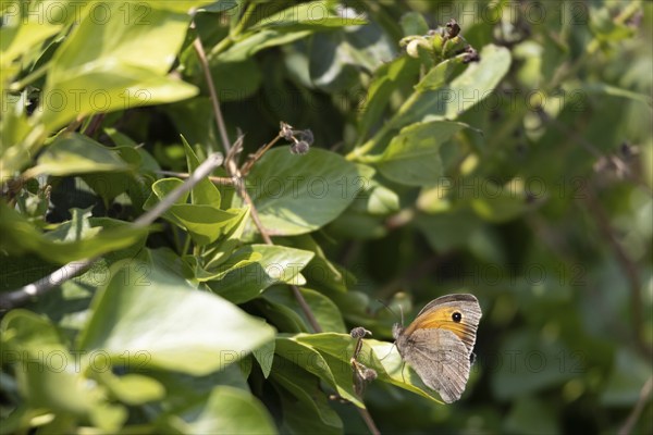 Small Heath butterfly, Coenonympha pamphilus, resting on a plant at Hawkers Cove near Padstow Cornwall