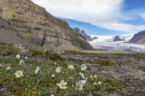 Glacier, Skaftafell, south coast, Iceland, Europe