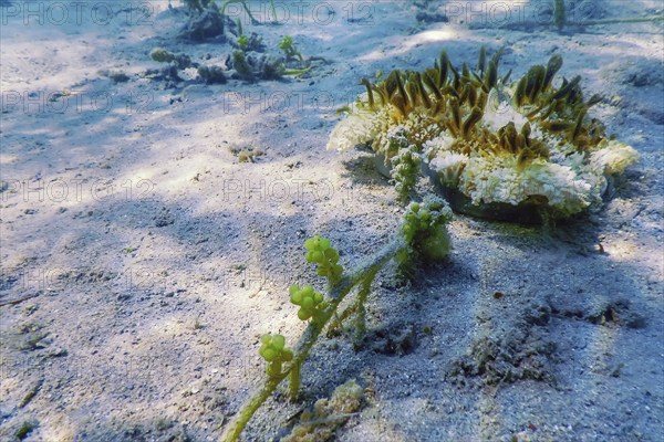 Upside Down Jellyfish (Cassiopea andromeda), Marine life