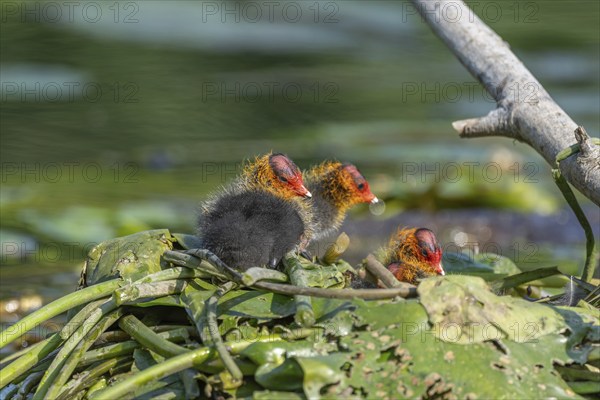 Eurasian burbot (Fulica atra) chicks on the nest. Bas Rhin, Alsace, France, Europe