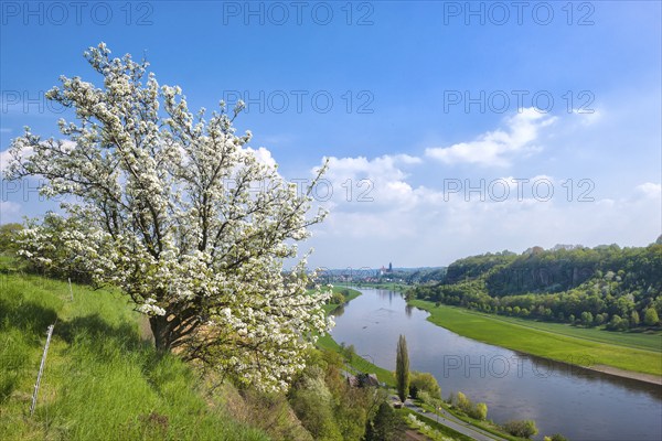 Spring in a carp tavern near Meissen