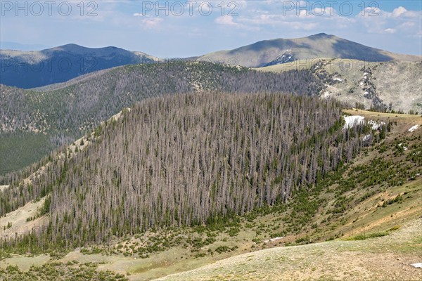 Monarch, Colorado, Trees near the continental divide on Monarch Mountain killed by the spruce bark beetle (Dendroctonus rufipennis) . The problem is expected to get worse as the climate warms