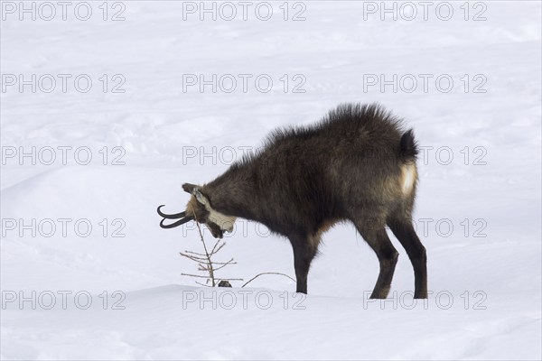 Chamois (Rupicapra rupicapra) male with back hairs raised rubbing antlers against pine tree in the snow in winter during the rut in the European Alps