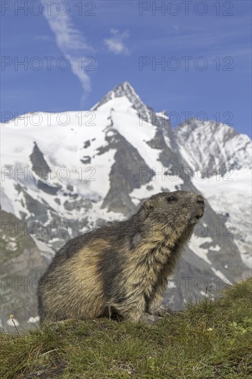 Alpine marmot (Marmota marmota) in front of the snow covered mountain Grossglockner, Hohe Tauern National Park, Carinthia, Austria, Europe