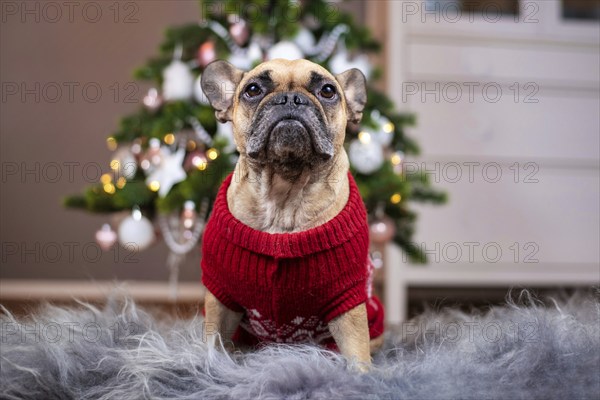 French Bulldog dog wearing a red knitted Christmas sweater sitting on fur blanket in front of pink and white decorated Christmas tree in blurry background