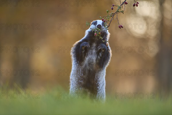 Badger (Meles meles), eat standing rose hips