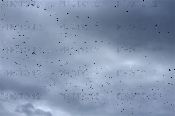 Common starling (Sturnus vulgaris) gather to fly south, grey cloudy sky, Franconia, Bavaria, Germany, Europe