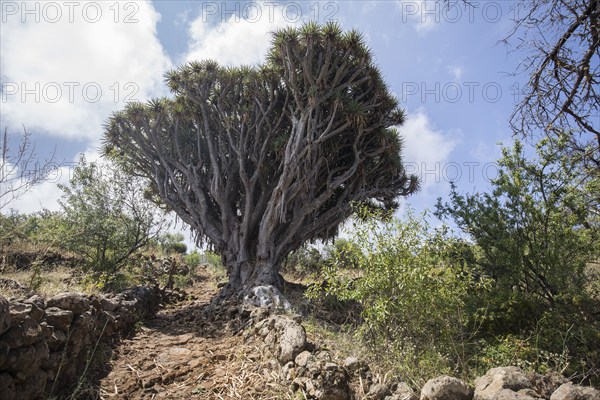 Canary dragon (Dracaena draco) tree, Las Tricias, La Palma Island, Spain, Europe