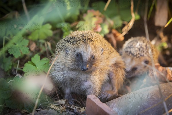 Hedgehog mother with young in the living environment of humans. A near-natural garden is a good habitat for hedgehogs, young hedgehogs can also be fed to give them a better chance of survival for hibernation, Bannewitz, Saxony, Germany, Europe