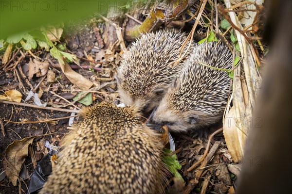 Hedgehog mother with young in the living environment of humans. A near-natural garden is a good habitat for hedgehogs, young hedgehogs can also be fed to give them a better chance of survival for hibernation, Bannewitz, Saxony, Germany, Europe