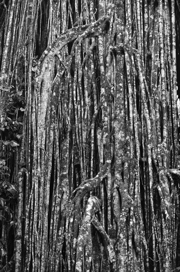 Black and white, strangler fig (Ficus virens), tropical tree, tree, rainforest, jungle, Atherton tablelands, Queensland, Australia, Oceania