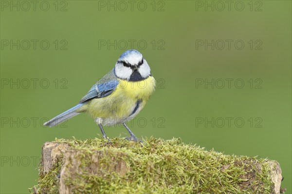 Blue tit (Parus caeruleus), sitting on a moss-covered tree stump, looking into the camera, Wilden, North Rhine-Westphalia, Germany, Europe