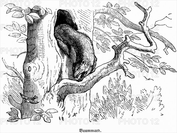 Pine marten, Hubertus hunting and hunting scenes, wild animals, tree, cave, branch, climbing, fur, nature, historical illustration around 1860