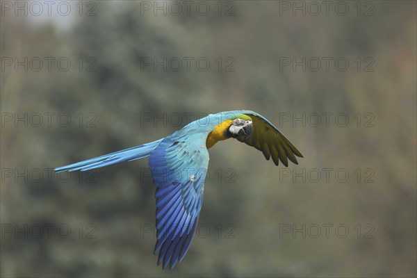 Blue and yellow macaw (Ara ararauna) in flight, macaw, macaw, Psittacidae, parrots (Psittaciformes), parrot, bird, animal, vertebrate, captive