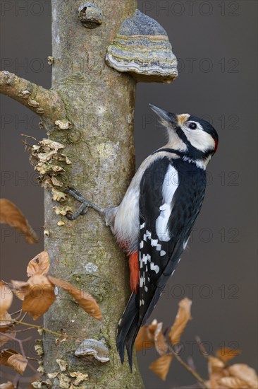 Great Spotted Woodpecker (Dendrocopos major), male at beech wood with tree fungus, biosphere area, Swabian Alb, Baden-Württemberg, Germany, Europe