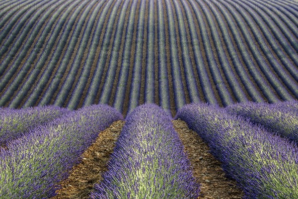 Wavy lavender field, flowering true lavender (Lavandula angustifolia), D56, between Valensole and Puimoisson, Plateau de Valensole, Provence, Provence-Alpes-Cote d Azur, South of France, France, Europe