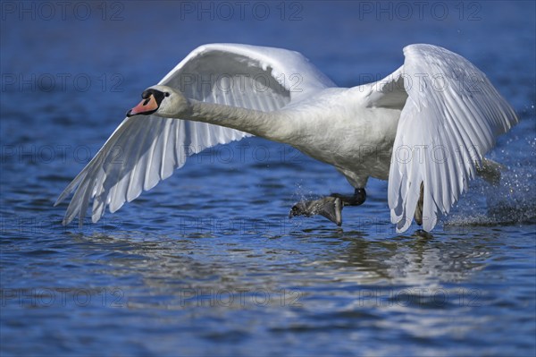 Mute swan (Cygnus olor), taking off from the water, Isar, Munich, Bavaria, Germany, Europe