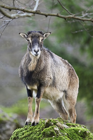 European mouflon (Ovis aries musimon), female standing on rock, captive, Switzerland, Europe